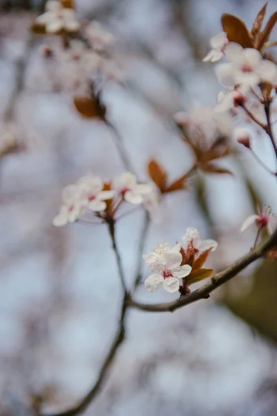 Çiçek açan bir ağacın dalları. — Stok fotoğraf