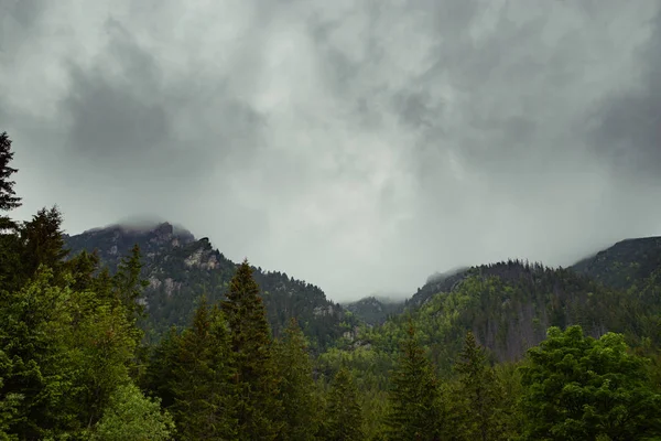 Schöne Kiefern auf hohen Bergen im Hintergrund — Stockfoto