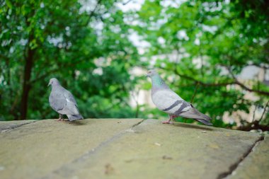 güvercin eski tuğla duvar