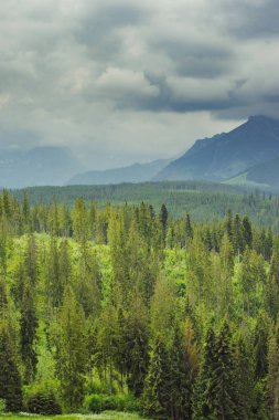 Tarafından sis kaplı dağ orman