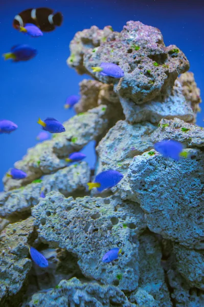 Sea life: exotic tropical coral reef — Stock Photo, Image