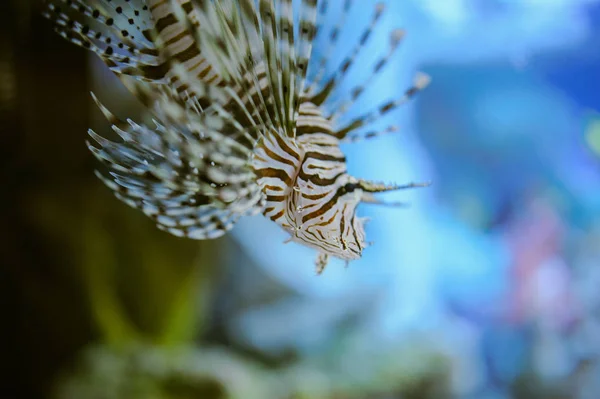 Θαλάσσια ζωή: εξωτικά τροπικά κοραλλιογενείς υφάλους — Φωτογραφία Αρχείου