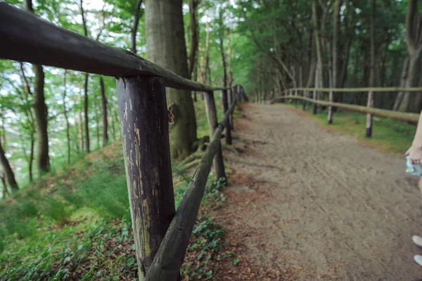 Stig i skogen — Stockfoto