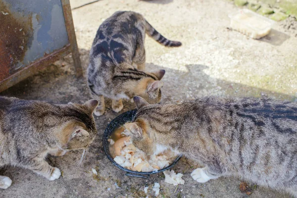 Il gatto europeo mangia cibo secco — Foto Stock