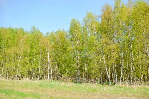 Yeşil orman görüntüsü — Stok fotoğraf