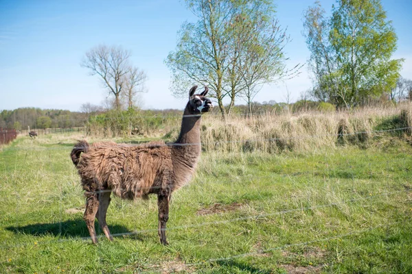 O olhar de Llama — Fotografia de Stock