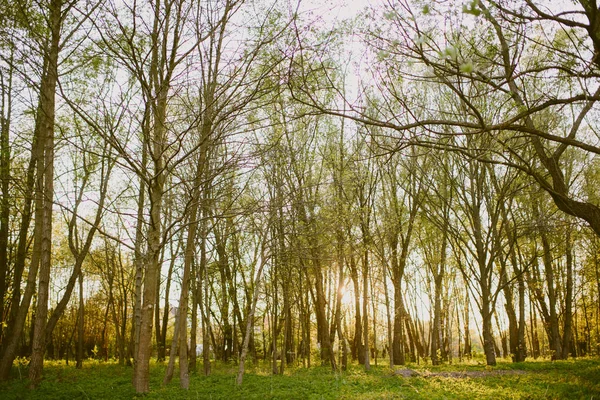 Krásná příroda ráno v mlhavém jarním lese — Stock fotografie