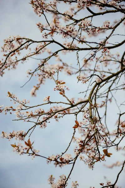 Větve kvetoucího stromu — Stock fotografie