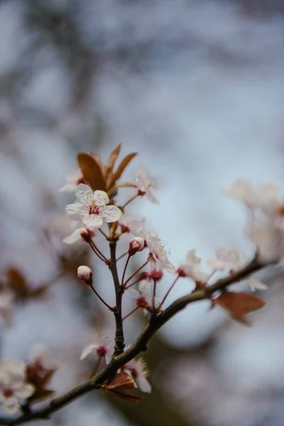 Větve kvetoucího stromu — Stock fotografie