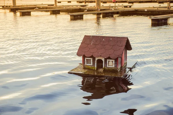 Patos na água e na casa — Fotografia de Stock