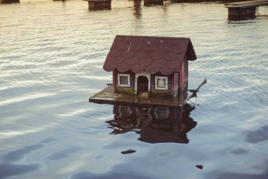 Su ve evindeki ördekler