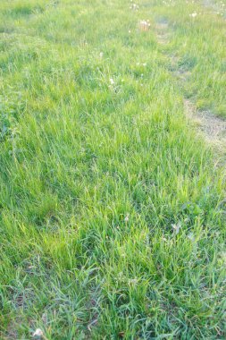 Bahar doğal çayır