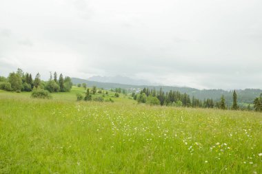 Bahar çimleri ve dağ.