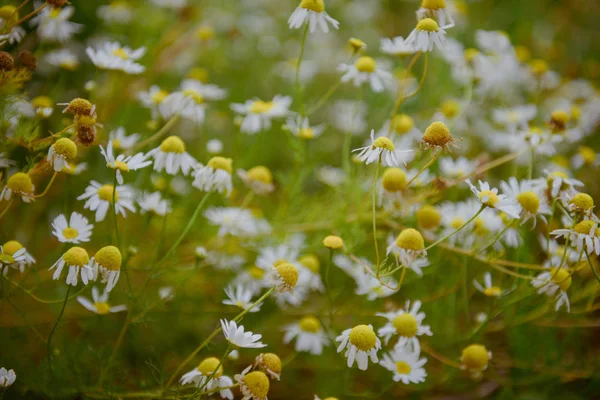 Wild chamomile flowers on a field on a sunny day. — Stock Photo, Image