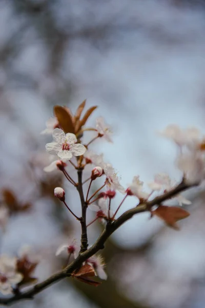 Çiçek açan bir ağacın dalları. — Stok fotoğraf