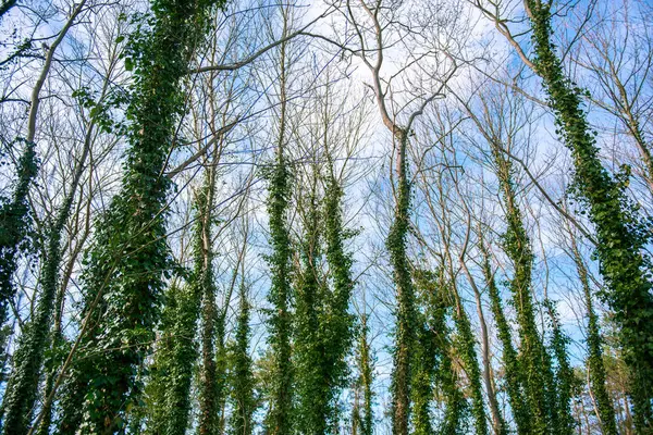 Strom pokrytý ivy — Stock fotografie