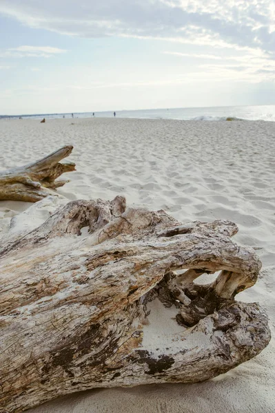 Un morceau de bois sec couché sur les cailloux sur la plage — Photo