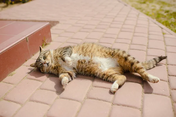 Flying funny kitten — Stock Photo, Image