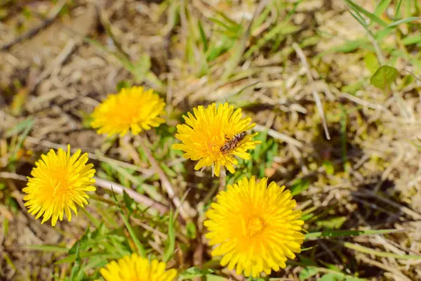 Несколько желтых цветков одуванчика — стоковое фото