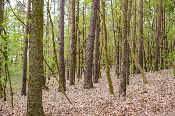 Природа по утрам в туманном весеннем лесу — стоковое фото