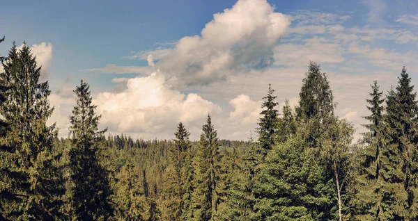 Pine forest in summer — Stock Photo, Image