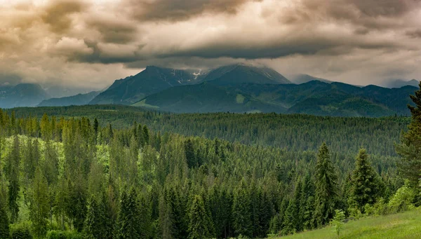 Horský Les vztahuje mlhy — Stock fotografie