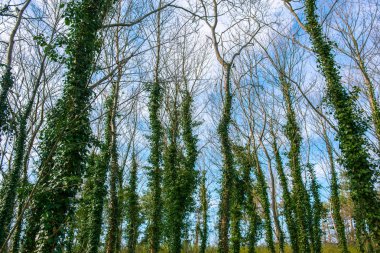 Ivy ile kaplı ağaç