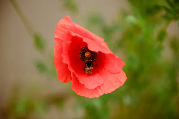 Flores vermelhas de papoula fechar — Fotografia de Stock