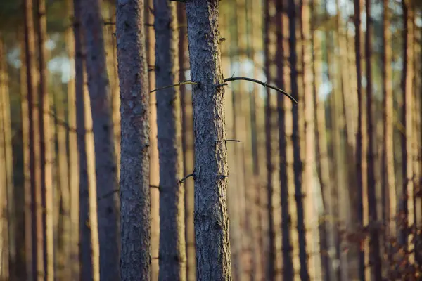 Lumières magiques en forêt — Photo