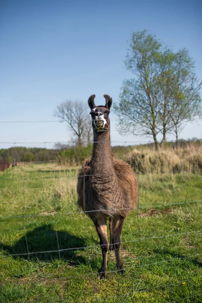 Lamas Blick — Stockfoto