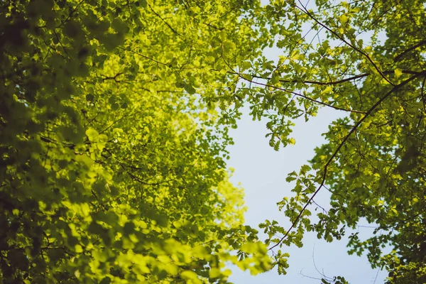 Groene bladeren groeien op de achtergrond van de bomen. Vroege lente. — Stockfoto