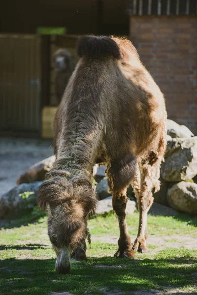 Afbeelding van de kameel en de jonge genomen in het park — Stockfoto