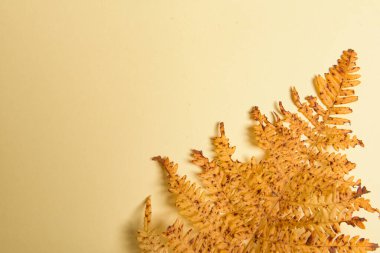 Sonbahar eğreltiotu yaprakları sarı arkaplanda izole edilmiş ve kopyalanmış. Yatay yönelimli. Asgari biçim.