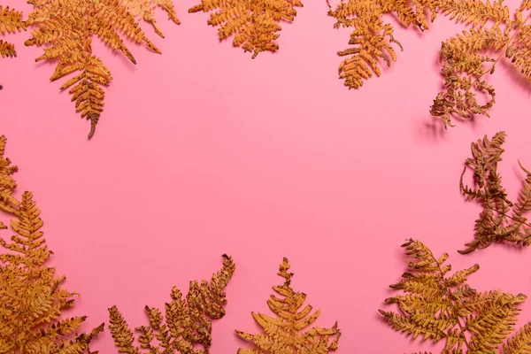 Autumn fern leaves isolated on pink background with copy space. Horizontal orienattion. Minimalistic style.