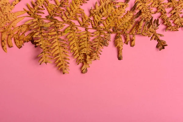 Autumn fern leaves isolated on pink background with copy space. Horizontal orienattion. Minimalistic style.