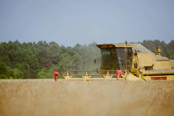 Mähdrescher erntet das Rapsfeld — Stockfoto