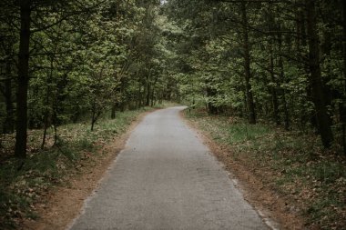 Yaz aylarında Bir Orman aracılığıyla Sunny Path