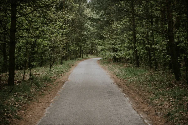 Solig Stig genom en skog sommartid — Stockfoto