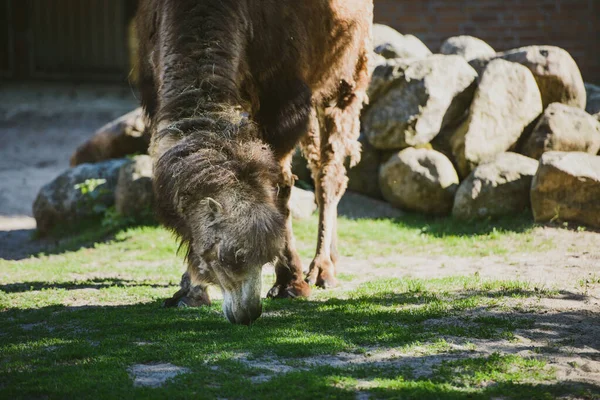 Bild des Kamels und des Jungen, aufgenommen im Park — Stockfoto