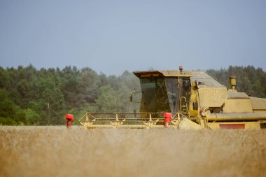 Tecavüz alan hasat birleştirmek