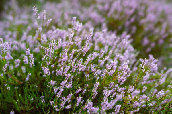 Blossoming Heather on the meadow. Forest area — Stockfoto