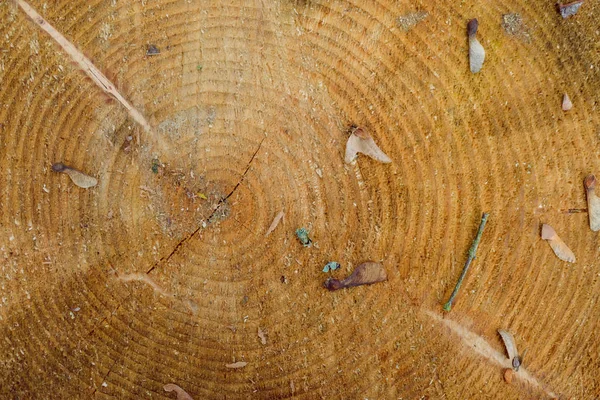 Közeli fa vágott textúra fa háttér — Stock Fotó