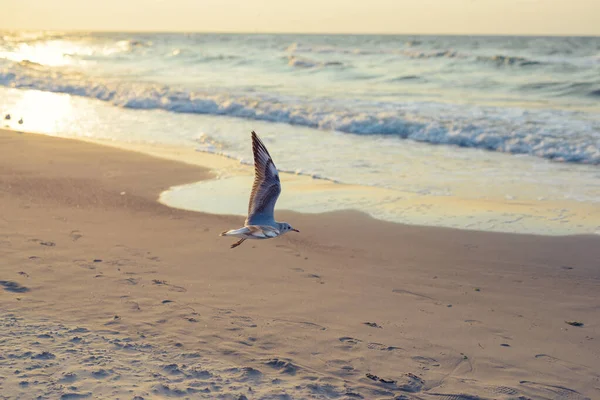 Pôr do sol no mar báltico com gaivotas. Hora de verão. Hora de ouro — Fotografia de Stock