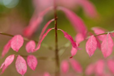 Ormanda sonbahar pembesi yaprakları. Sığ alan derinliği.