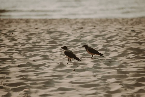 Kråka flyger lågt över sandstranden. Östersjön — Stockfoto