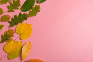 Arka plan grubu, sonbahar turuncusu, yeşil, sarı ve kahverengi yapraklar. Pembe arka planda kalp şekli ortadan kesilmiş. Stüdyo çekimi. Yukarıdan bak. Yatay oryantasyon. Boşluğu kopyala