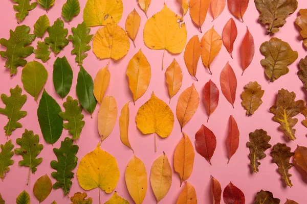 Hintergrundgruppe Herbst orange, grüne, gelbe und braune Blätter. mit der in der Mitte ausgeschnittenen Herzform auf rosa Hintergrund. Studioaufnahmen. Blick von oben. Horizontale Ausrichtung. Kopierraum — Stockfoto