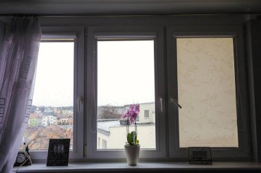 pembe orkide çiçekleri