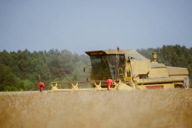 Tecavüz alan hasat birleştirmek
