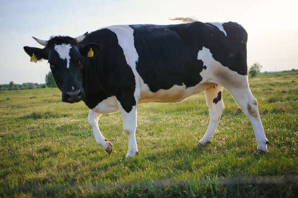 Spotted Black and White